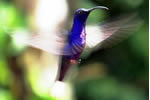 Hummingbird